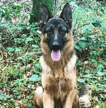 Aron aus Felsbrockendorf